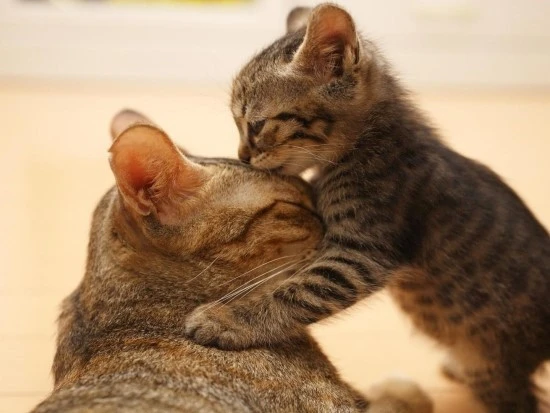 1440x1080_love-you-ma.jpg?type=w740