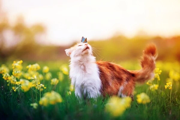 1000011.jpg?type=w1600