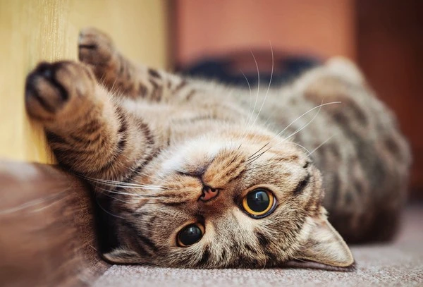 Cute-cat-lying-on-his-back-on-the-carpet.-Breed-British-mackerel-with-yellow.jpg?type=w1600