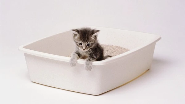 0011111.jpg?type=w1600