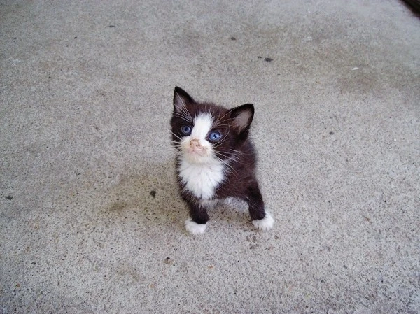 My-love-with-cool-fur-patterns.jpg?type=w1600