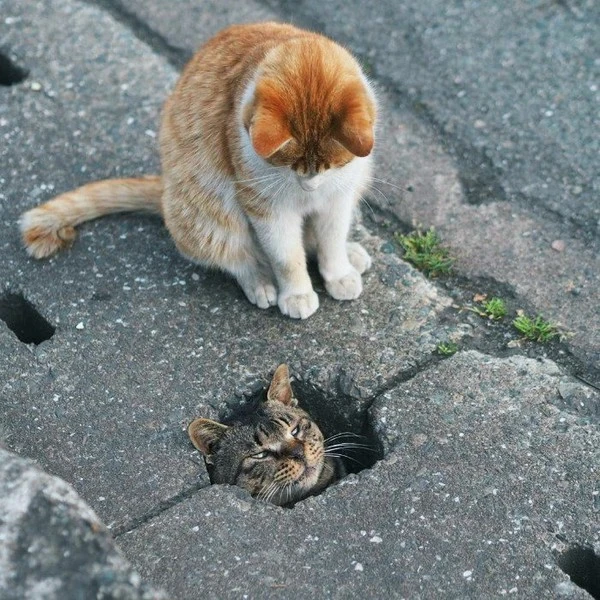 stray-cats-who-just-cant-get-out-of-drain-pipes_nyankichi5656_19_2_2019_9_43.jpg?type=w1600