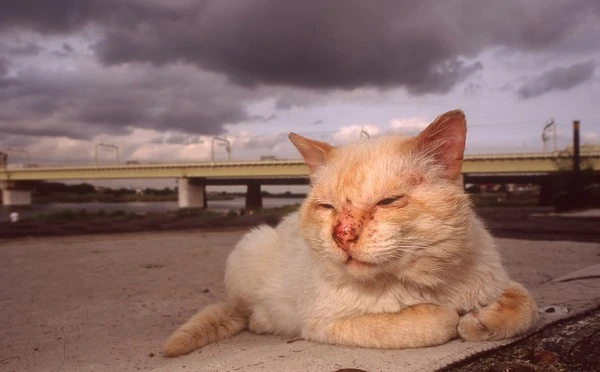 p3-cats-a-20140517.jpg?type=w1600