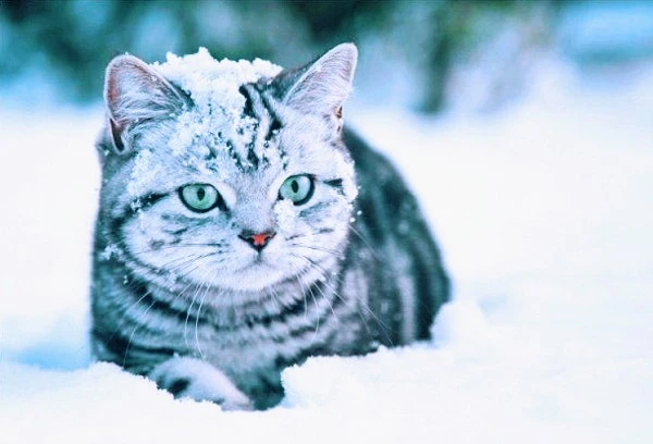 cats_snow_2_.jpg?type=w1600