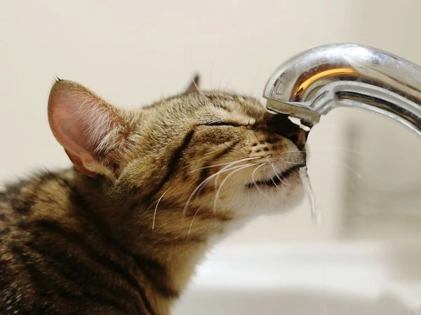 5cab6aed92c8860450120805.jpg?type=w1600