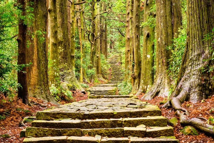 Forest_in_Japan.jpg?type=w1600
