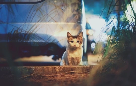 gorod-mashina-vecher-ogni-bliki.jpg?type=w740