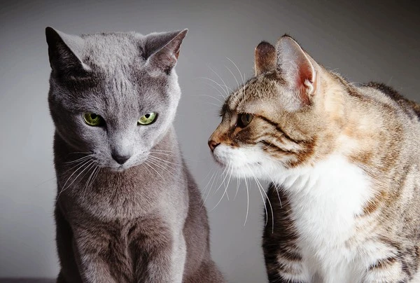 cat-bullying-other-cat.jpg?type=w1600