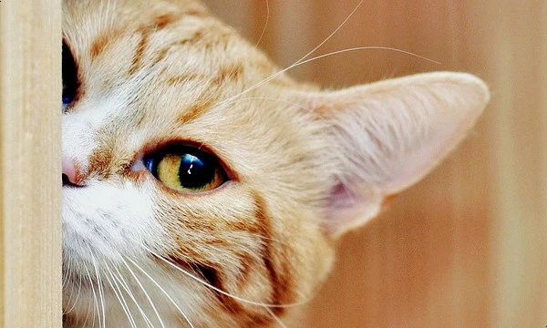 77b8379d98386b488e531268e88513c6.jpg?type=w1600