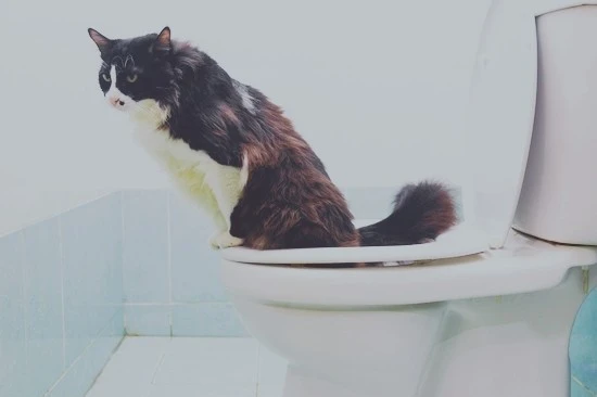 iStock-161307380.jpg?type=w740