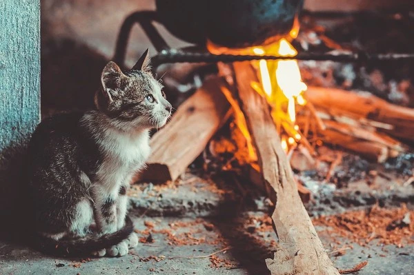 cat-4959546_1280.jpg?type=w1600