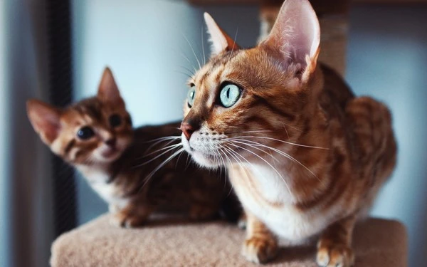 kitten-look-window-cat-face-close-up-1080P-wallpaper.jpg?type=w1600