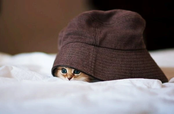 ae062f5c404af8ff2b199997782a79c1.jpg?type=w1600