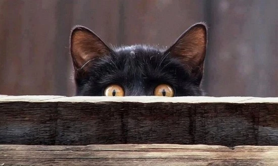 87357fe721dda06e01d6fe105a52cb1c.jpg?type=w740