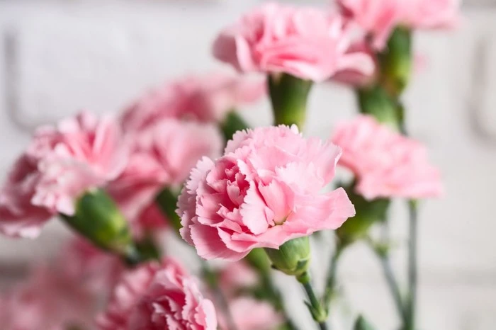 Carnation-Meaning-1.jpg?type=w1600