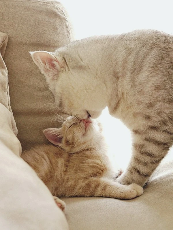 1620218810_45-oir_mobi-p-mama-koshka-i-kotenok-zhivotnie-krasivo-fo-49.jpg?type=w1600