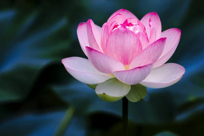 lotus-flower-828457262-5c6334b646e0fb0001dcd75a.jpg?type=w1600