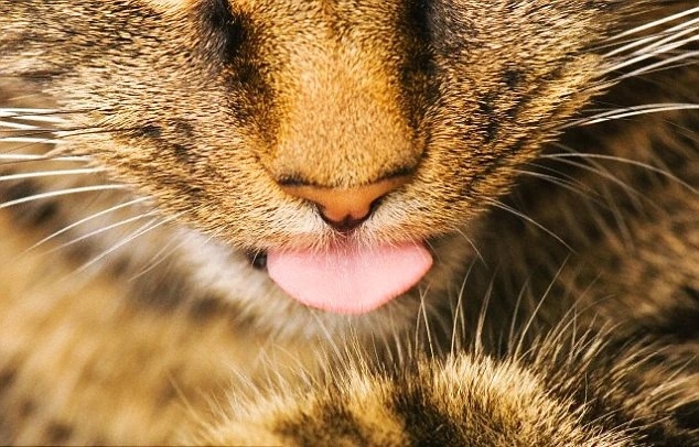 294C2B3300000578-3107516-image-a-1_1433254324678.jpg?type=w1600