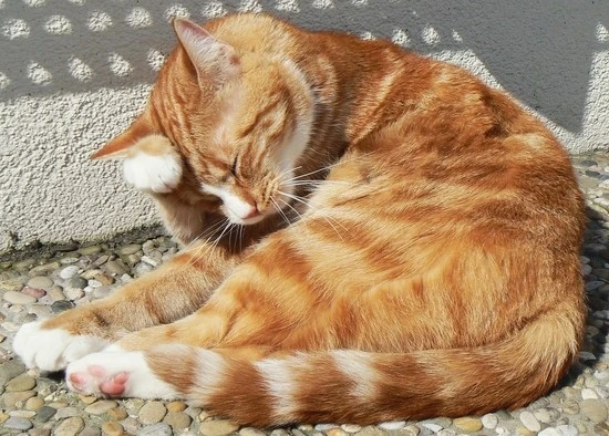 2466242240_30477ef2f8_b.jpg?type=w740