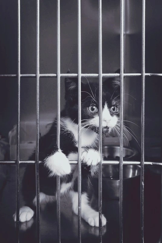 4673066549_51af758e6b_b.jpg?type=w740