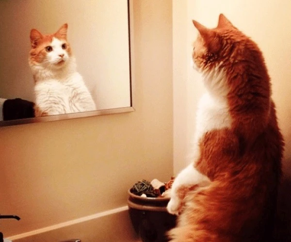 Top-10-Reflective-Cats-in-Reflections-2-510x424.jpg?type=w1600