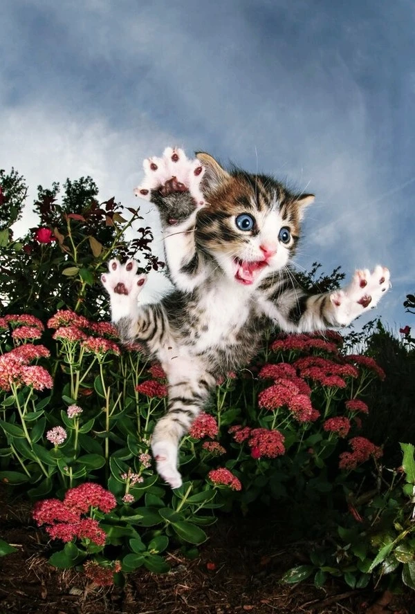 catori.jpg?type=w1600