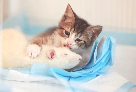 Kitten-and-Ivory-the-Rat-Cory-Rice.jpg?type=w800