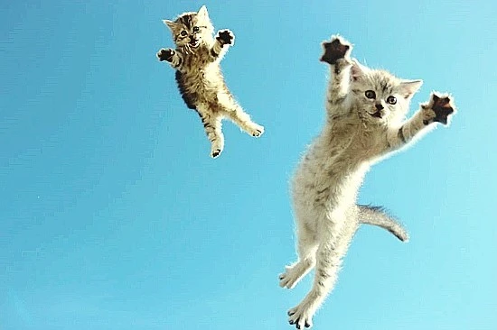 funny-jumping-cats-103__880.jpg?type=w740