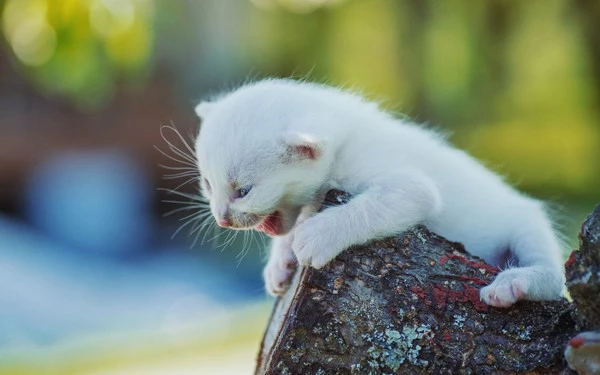 2019Animals___Cats_Little_white_kitten_screams_in_a_tree_136870_.jpg?type=w1600
