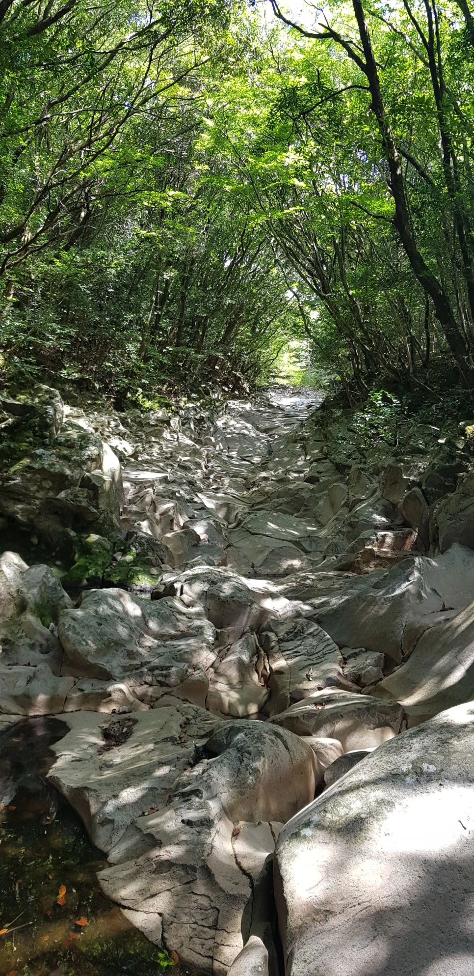 20180802_105941.jpg?type=w966