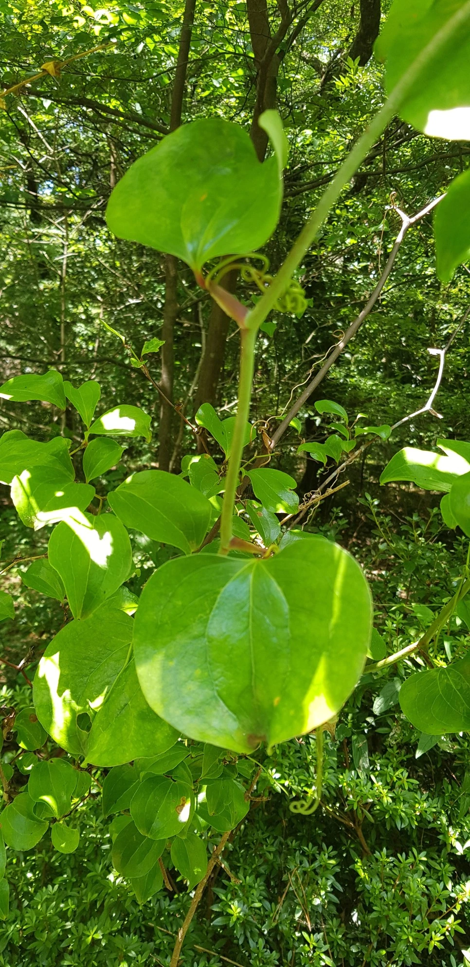 20180802_120554.jpg?type=w966