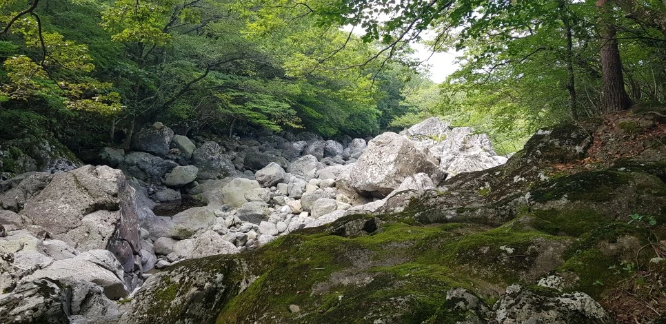 20180802_102741.jpg?type=w966