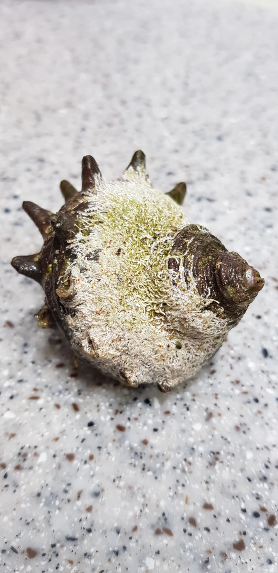 20180715_202300.jpg?type=w966