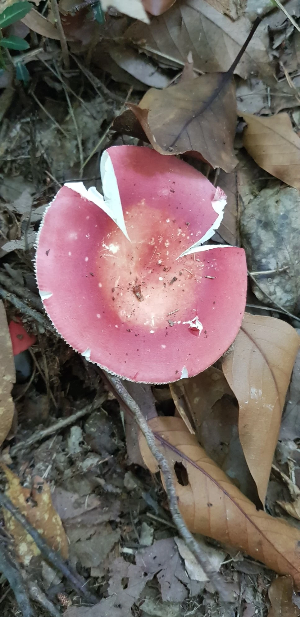 20180802_110316.jpg?type=w966