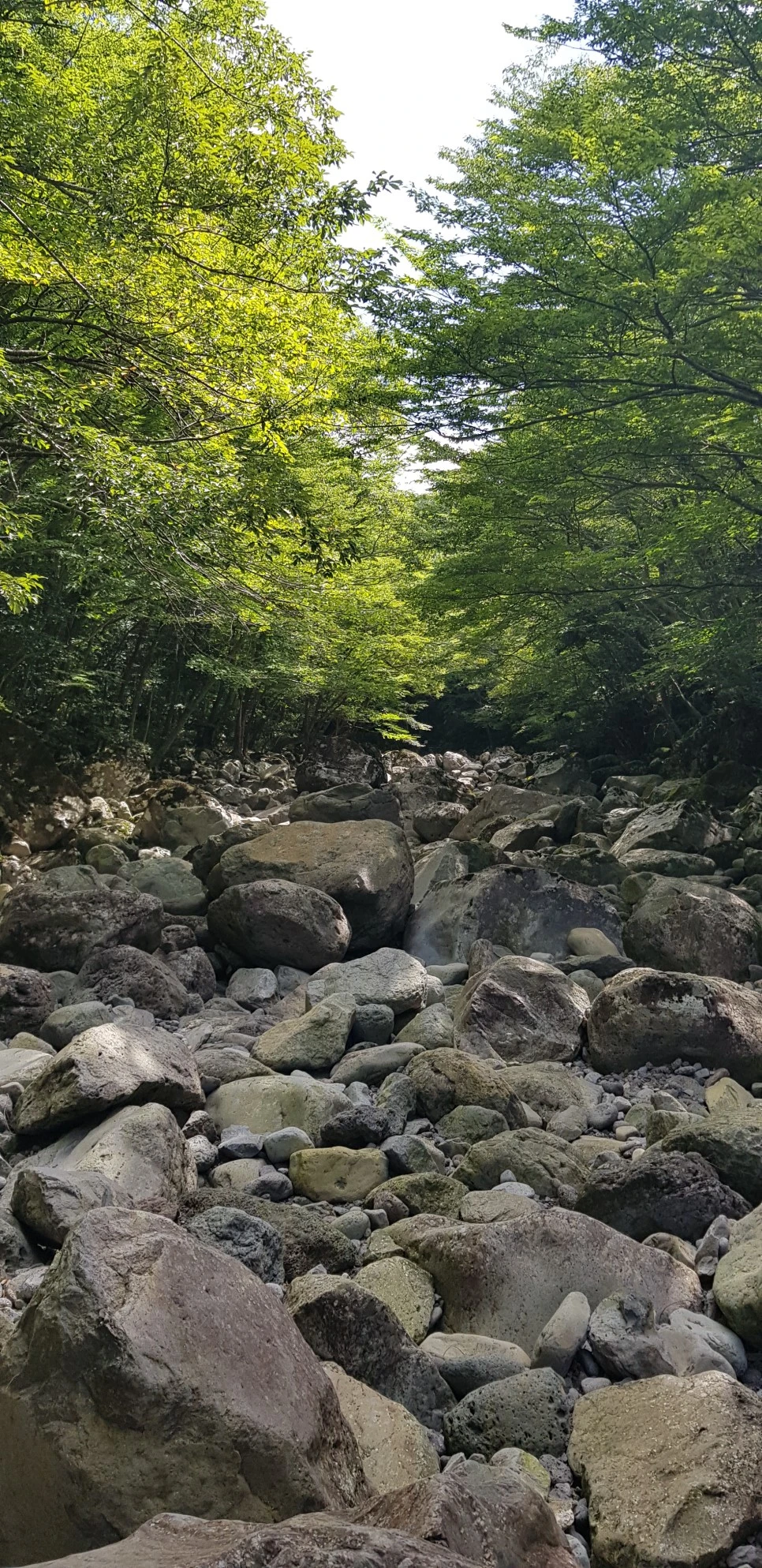 20180802_102810.jpg?type=w966