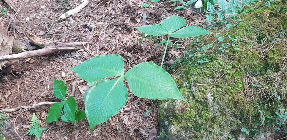 20180802_103412.jpg?type=w966