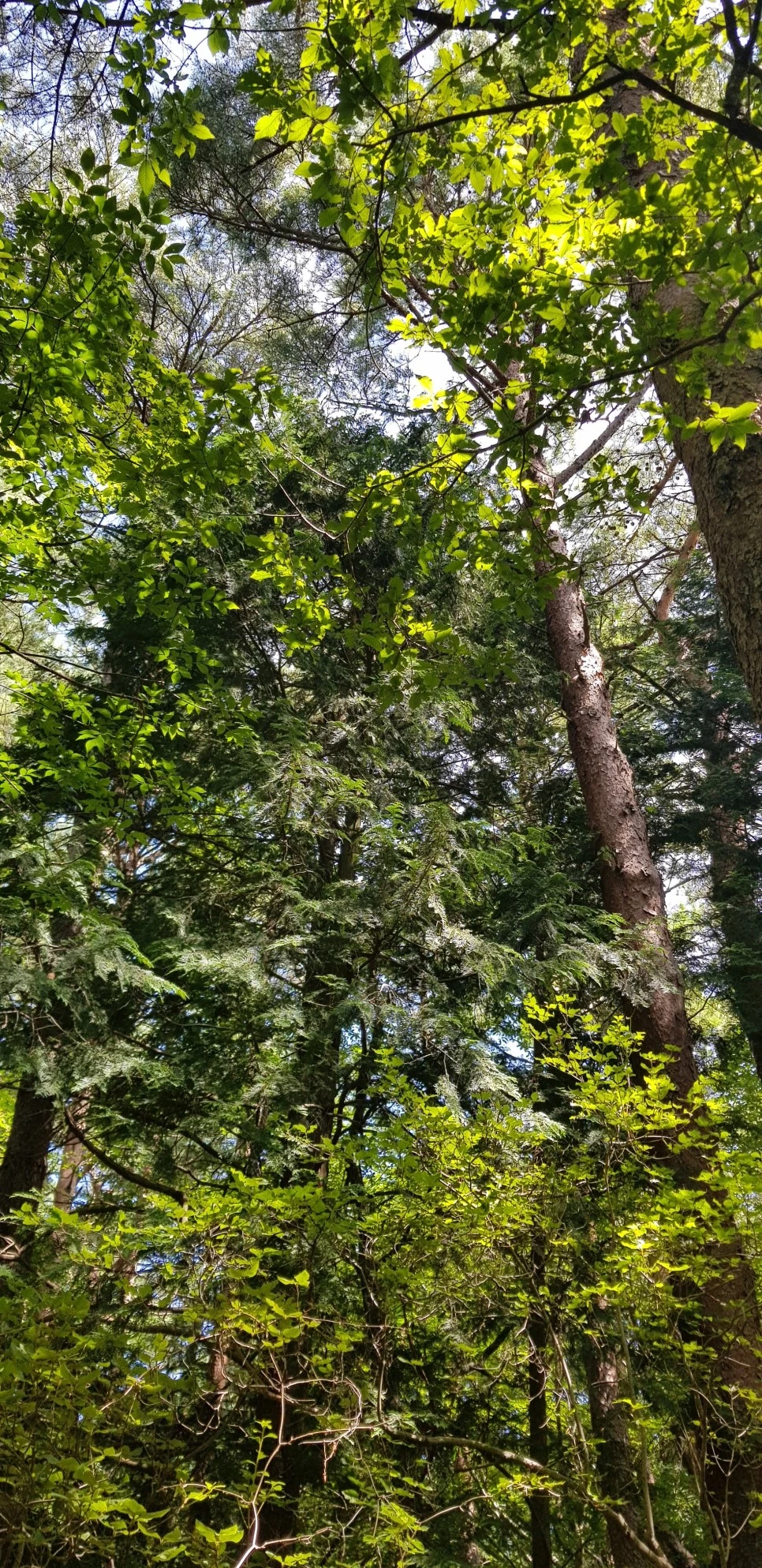 20180802_104707.jpg?type=w966