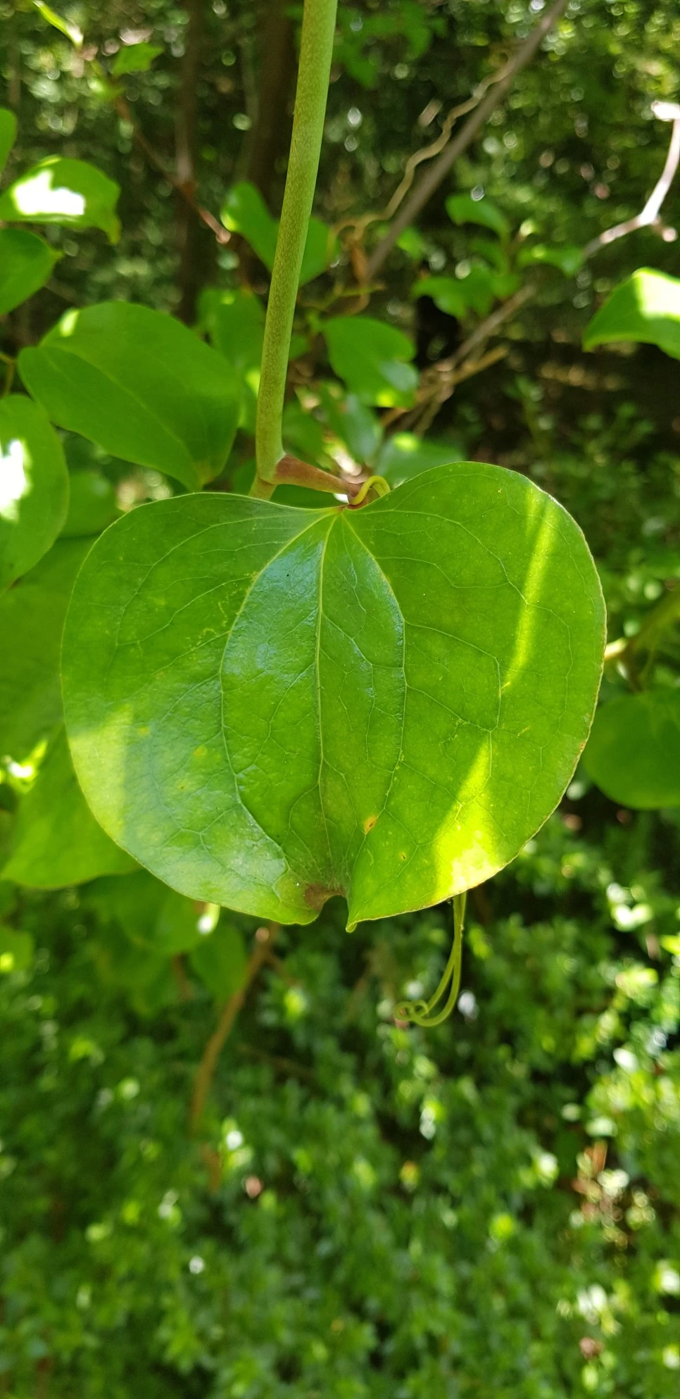 20180802_120557.jpg?type=w966