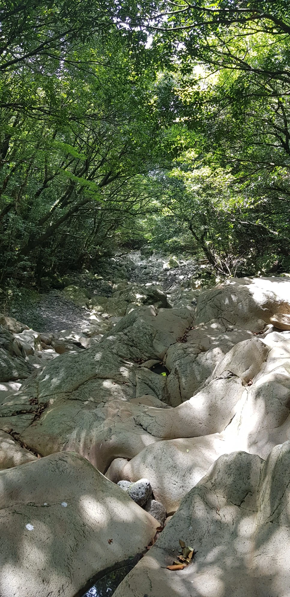 20180802_105920.jpg?type=w966