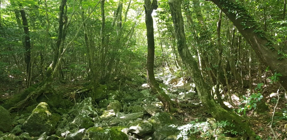 20180802_104738.jpg?type=w966