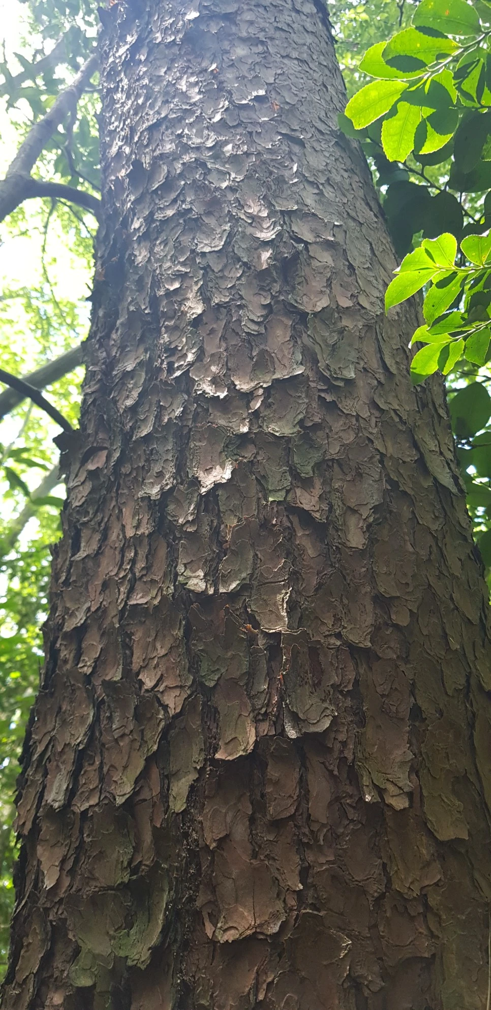 20180802_105431.jpg?type=w966