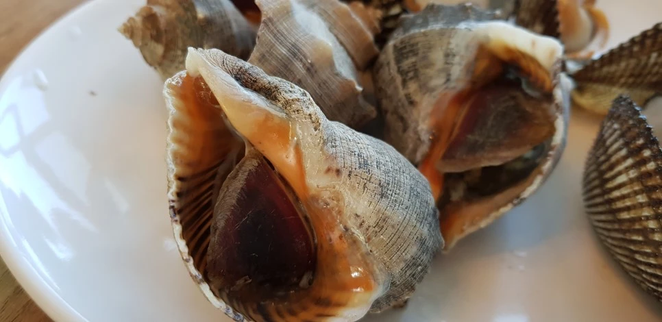 20181110_130949.jpg?type=w966