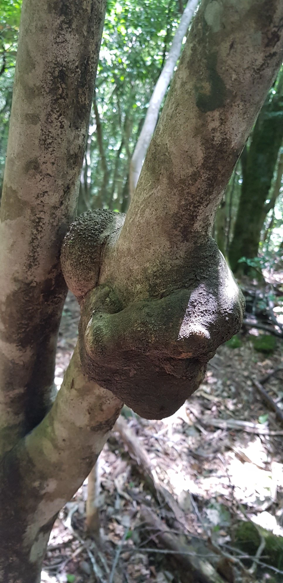 20180802_113751.jpg?type=w966