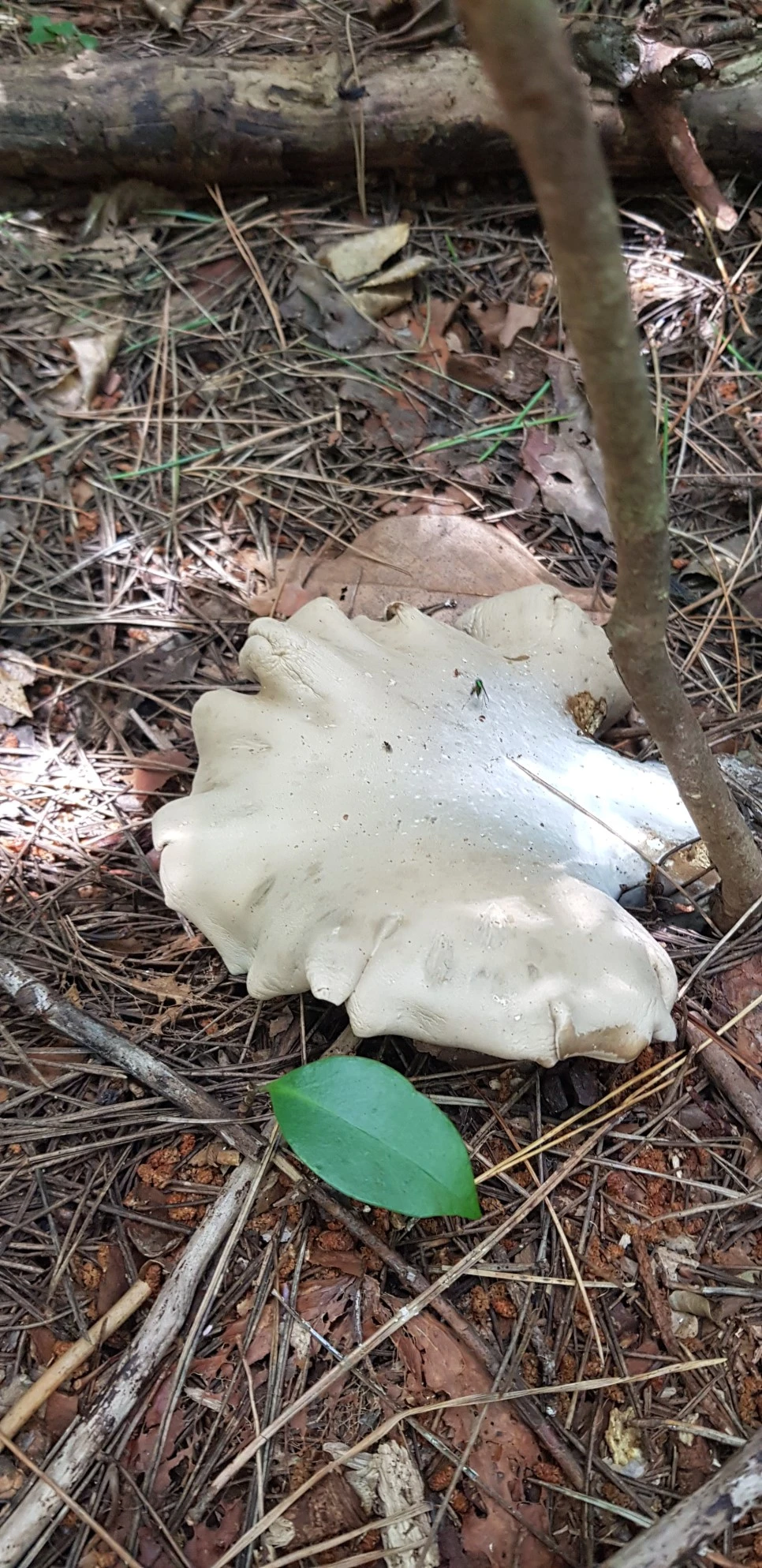 20180802_113206.jpg?type=w966