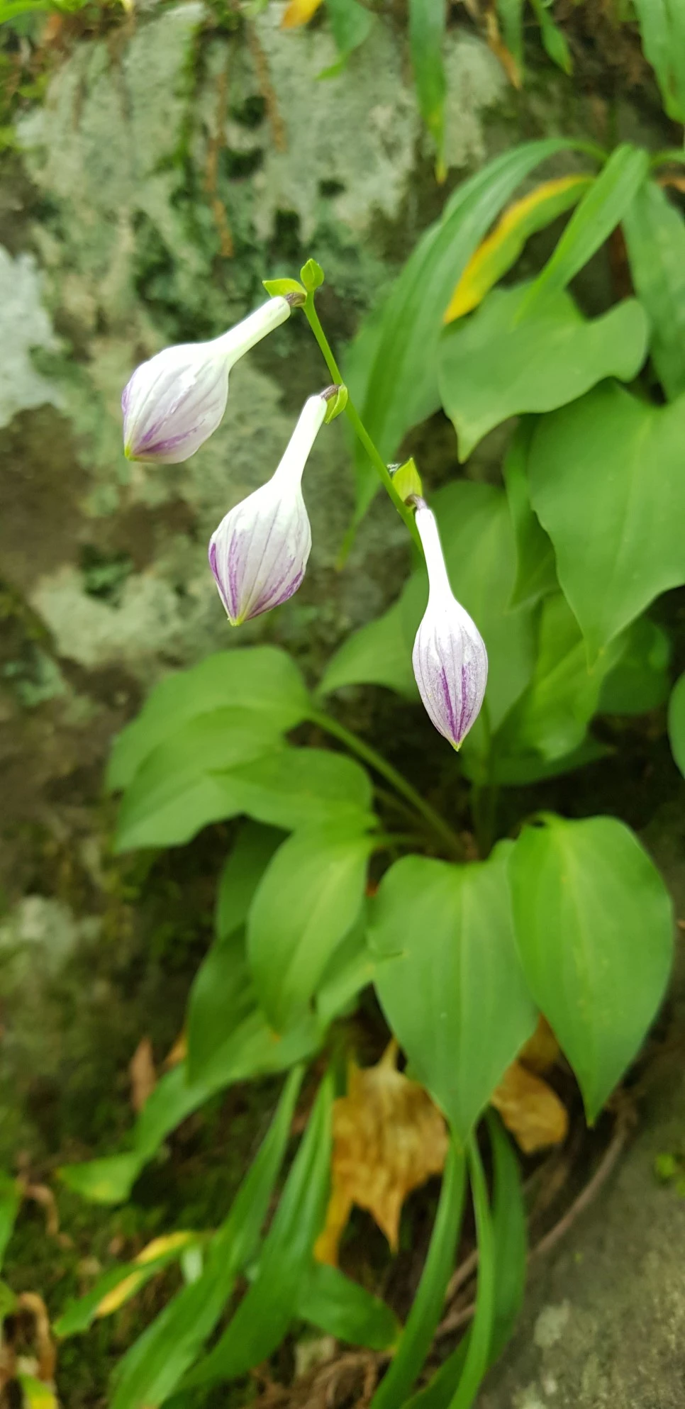 20180802_115530.jpg?type=w966