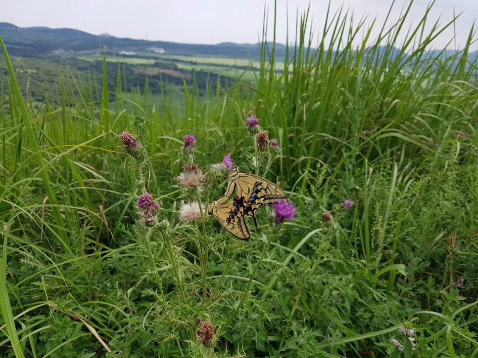 20160826_135606.jpg?type=w966