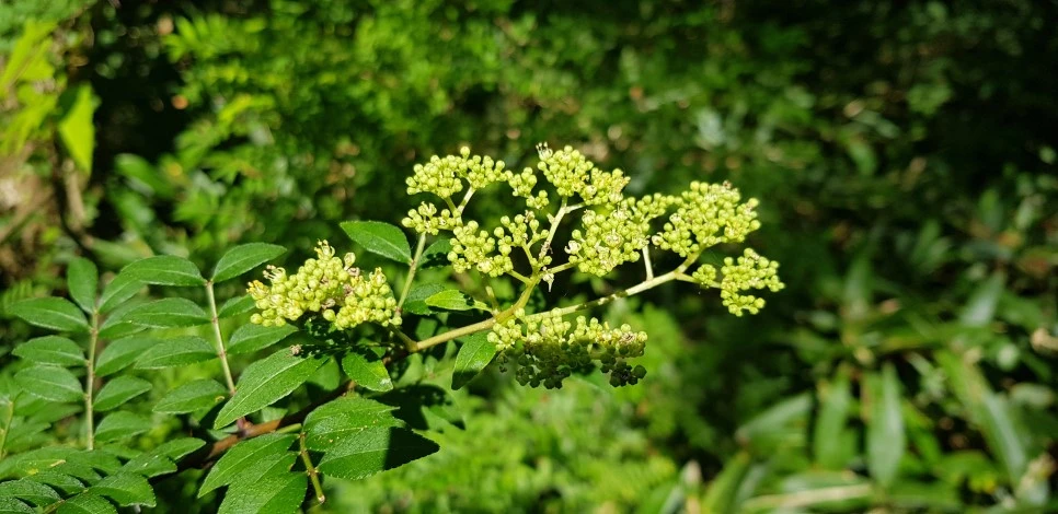 20180802_101757.jpg?type=w966