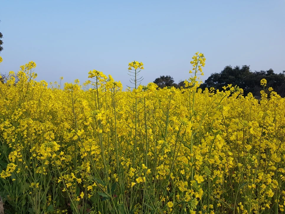 20170329_180018.jpg?type=w966