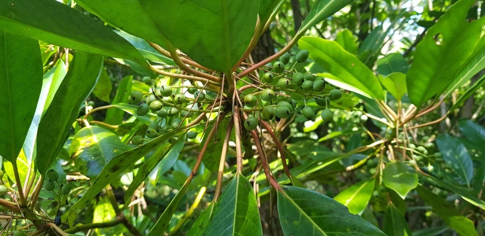 20180802_101821.jpg?type=w966