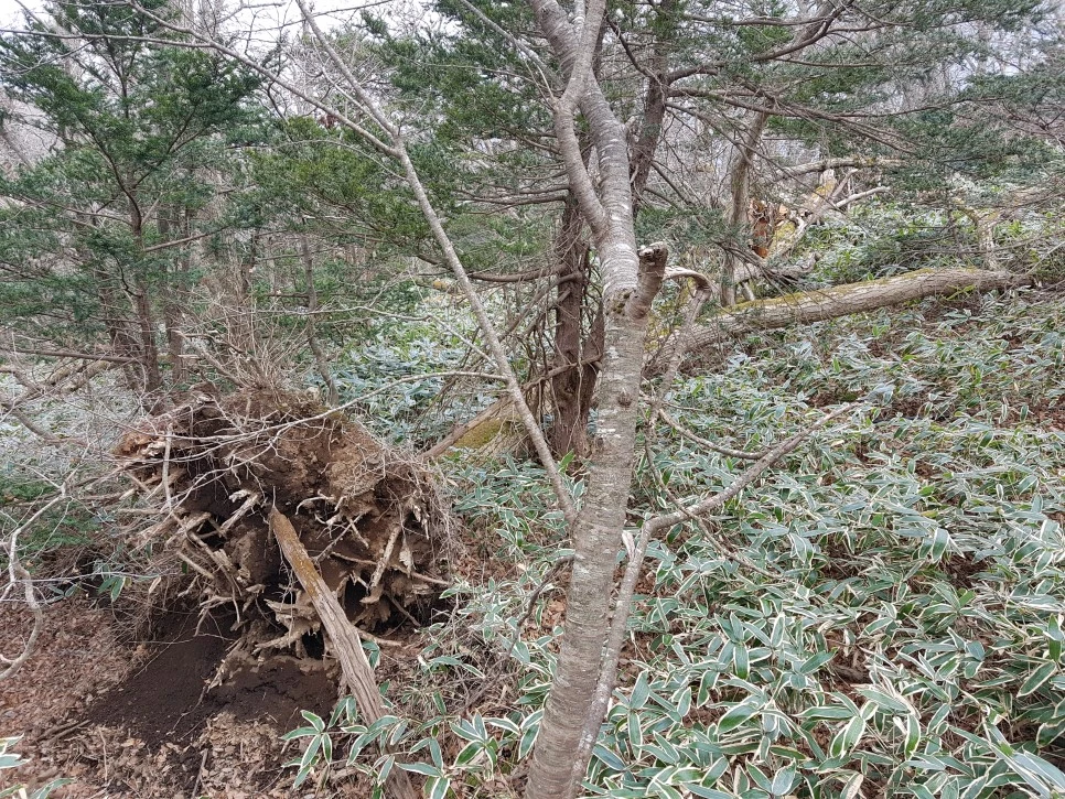 20161204_132059.jpg?type=w966